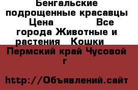 Бенгальские подрощенные красавцы. › Цена ­ 20 000 - Все города Животные и растения » Кошки   . Пермский край,Чусовой г.